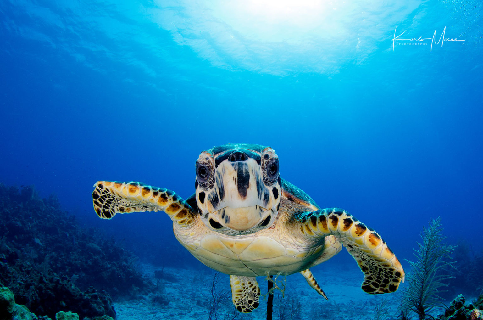 Hawksbill Sea Turtle Karlo Macas Photography