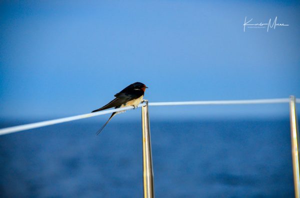 Swallow On A Sailing Yacht